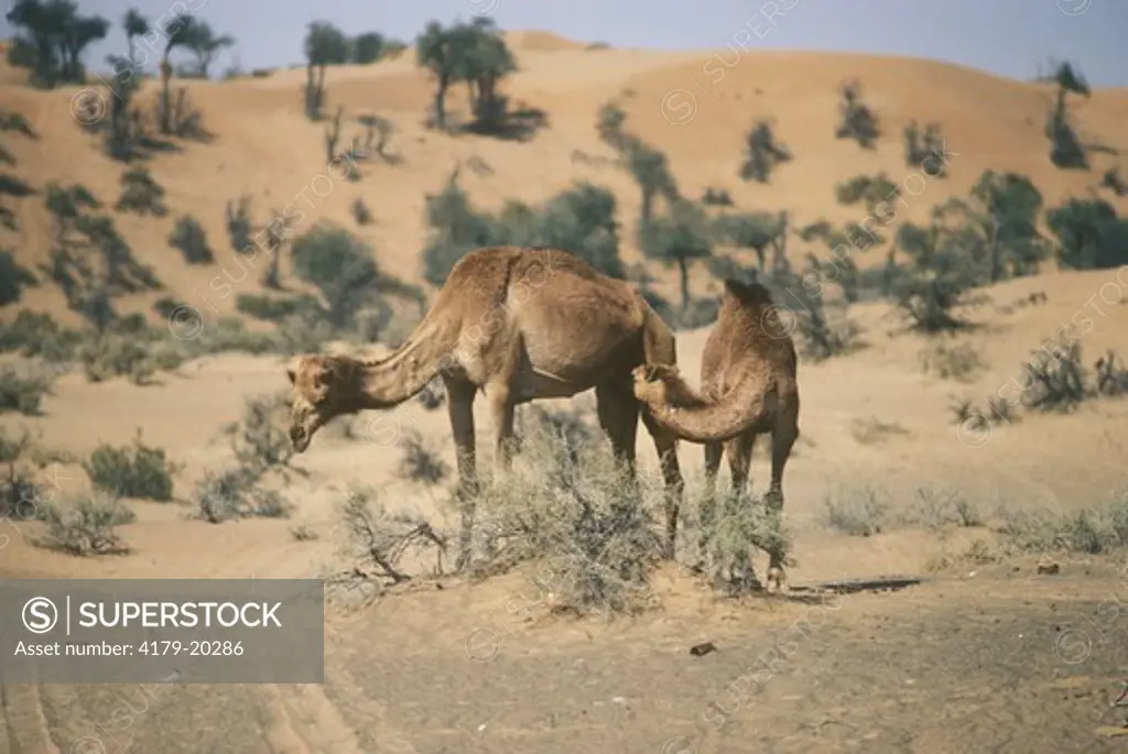 Camel  (Camelus dromedarius)  United Arab Emirates