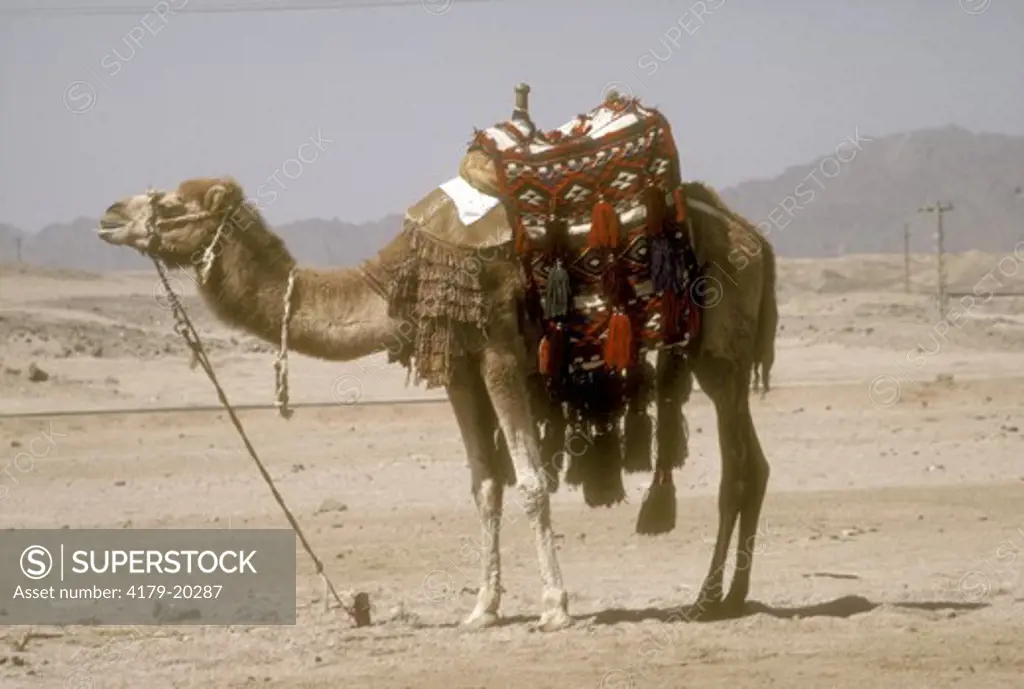 Camel (Camelus dromederius) Sinai Egypt