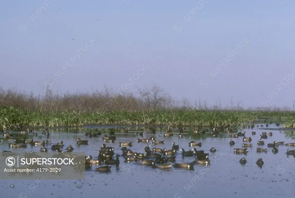 Blue-winged Teal (Anas discors) Fresh Marsh, Mississipi Delta