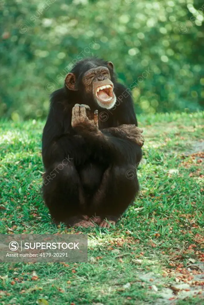 Chimpanzee (Pan troglodytes) Metro Zoo, Miami