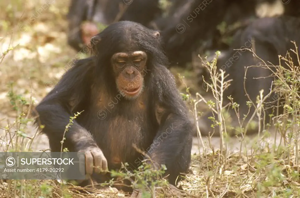 Chimpanzee (Pan troglodytes), Metro Zoo, Miami