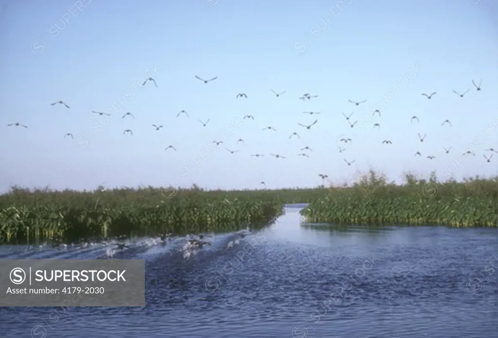 Blue-winged Teal & Coots Take off Marsh Pond Delta NWR - Louisiana