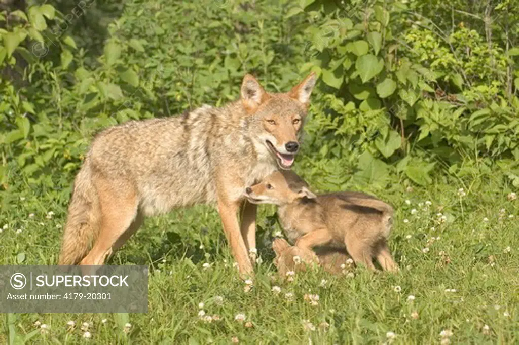 Coyote w/pups Canis latranus captive Sandstone,Mn