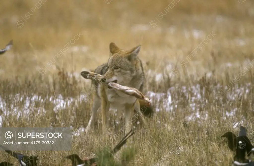 Coyote  (Canis latrans) Rocky Mountain NP, Colorado