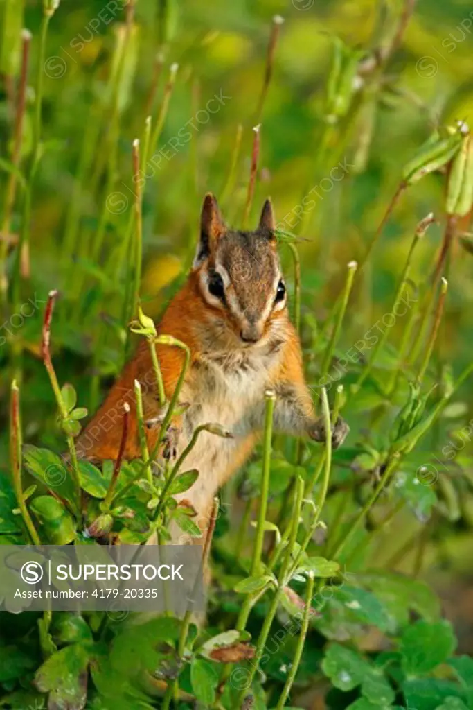 Yellow-pine Chipmunk (Tamias amoenus) with columbines missing seed heads, Flathead Nat'l Forest, MT