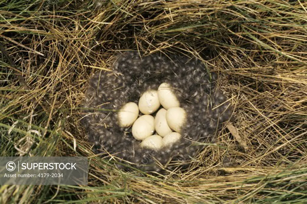 Blue-winged Teal nest with eggs (Anas discors) North Carolina coast