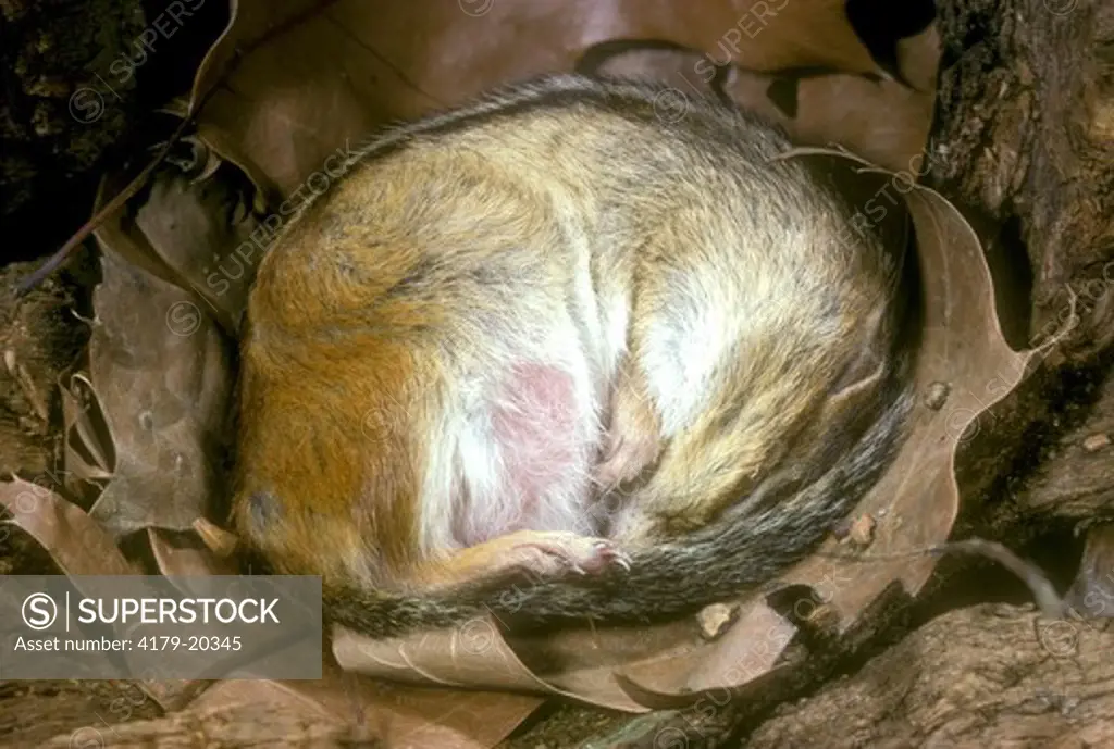 Eastern Chipmunk (Tamias striatus) Hibernating