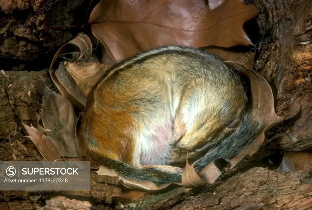 Hibernating Chipmunk (Tamais striatus)