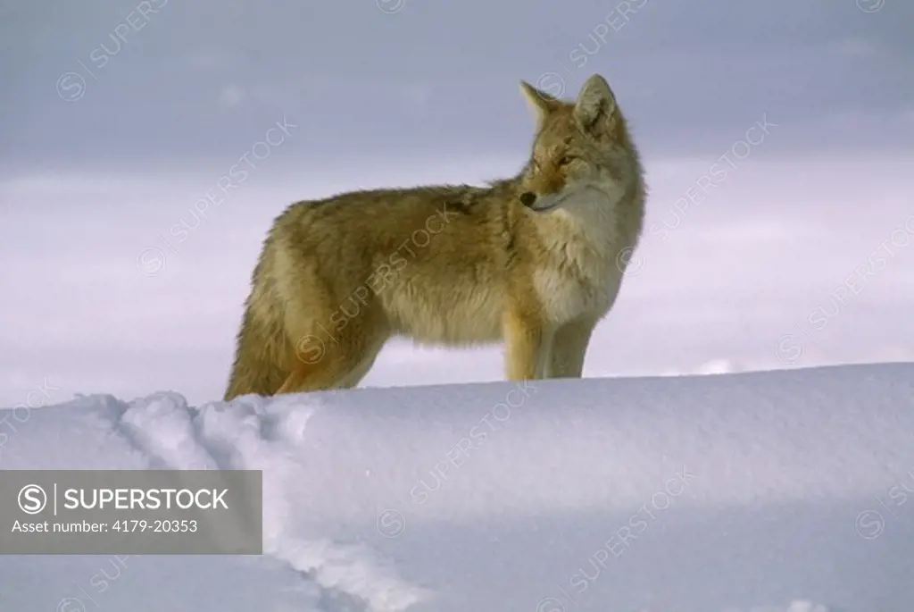 American Coyote in winter (Canis latrans) So. Dakota Black Hills/ Wind Cave NP