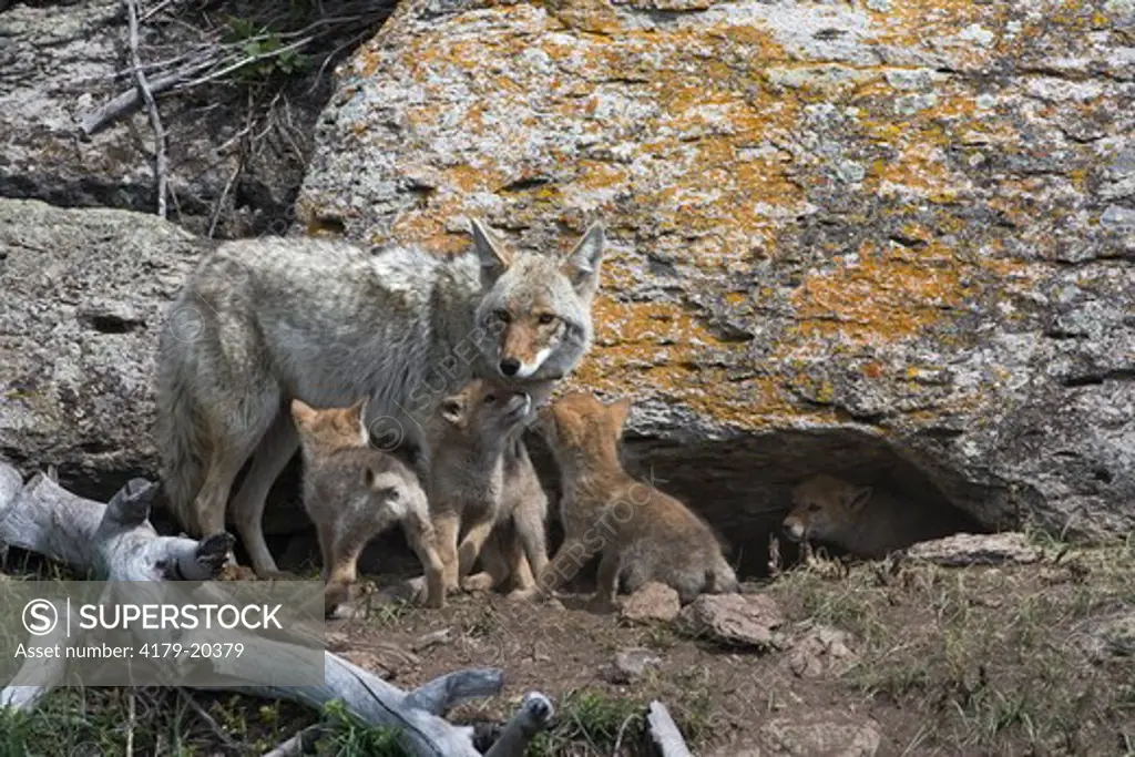 Coyote and pups in Yellowstone National Park
