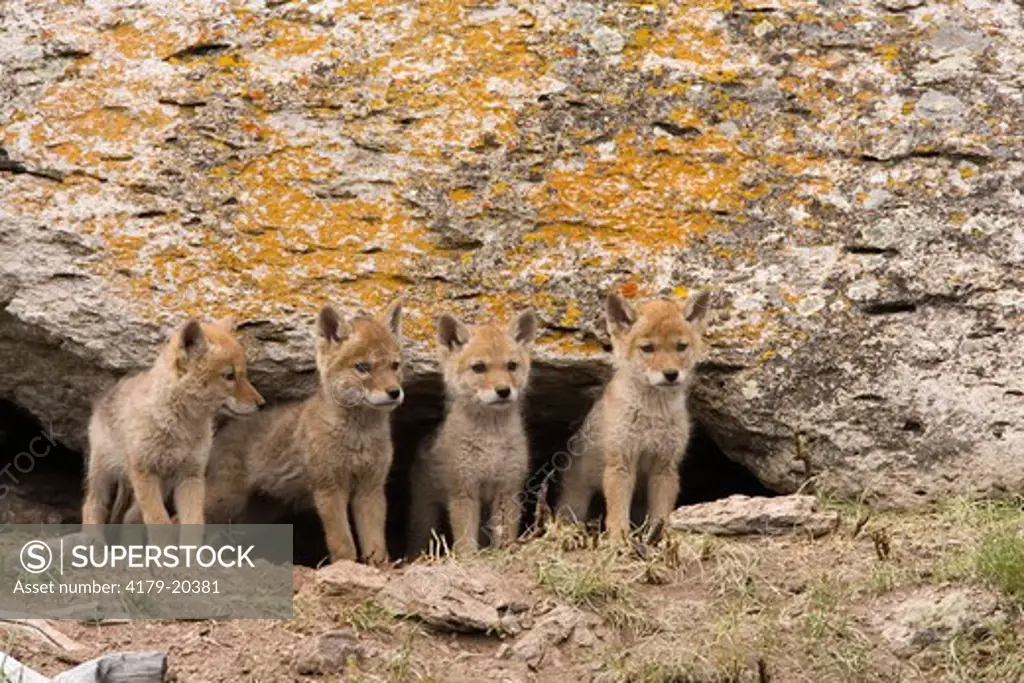 Four Coyote pups in Yellowstone National Park