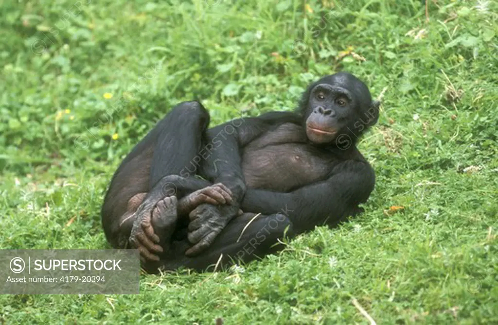 Pygmy Chimp aka Bonobo (Pan paniscus)