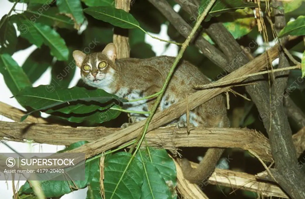 Rusty-spotted Cat (Prionailurus rubiginosus) in Tree