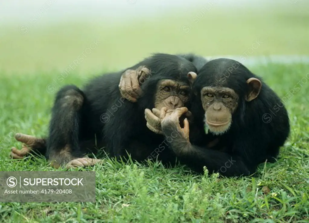 Two young Chimpanzees in Meadow (Pan troglodytes) couple