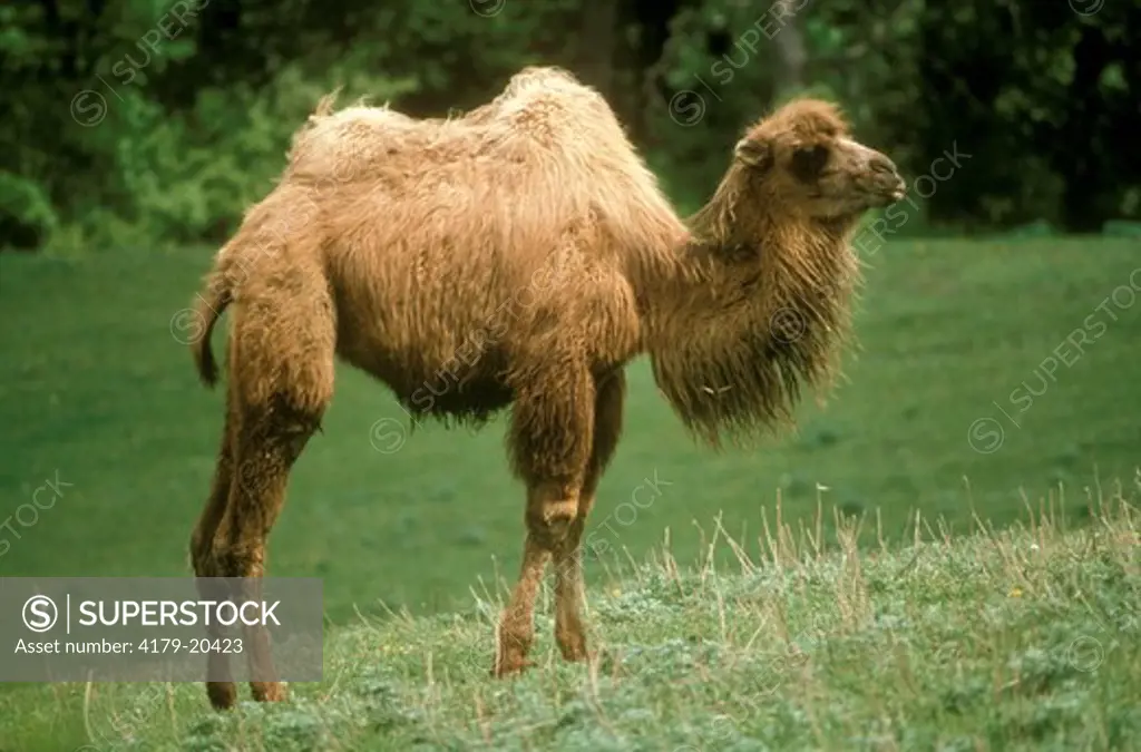 Bactrian aka Two Hump Camel (Camelus bactrianus) Young Mongolia & China/Gobi Desert