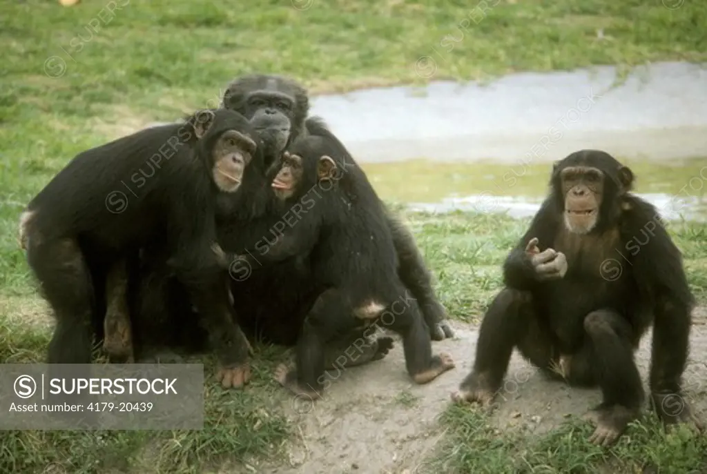 Chimpanzees: Youngsters w/ Elder (Pan troglodytes)
