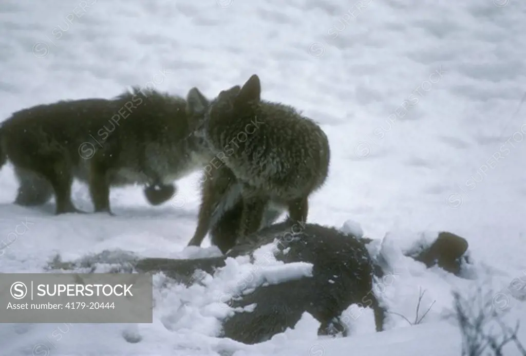 Coyote (Canis latrans) Defends Carcass of Mule Deer (Odocoileus hemionus) MT