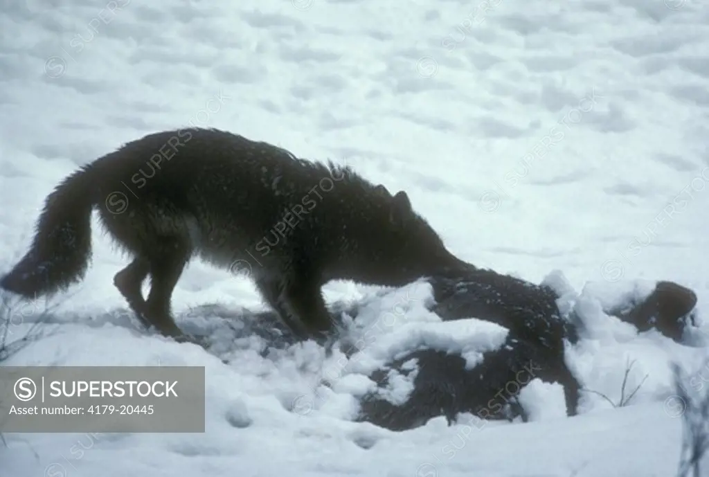 Coyote Eats Mule Deer (Canis latrans) MT