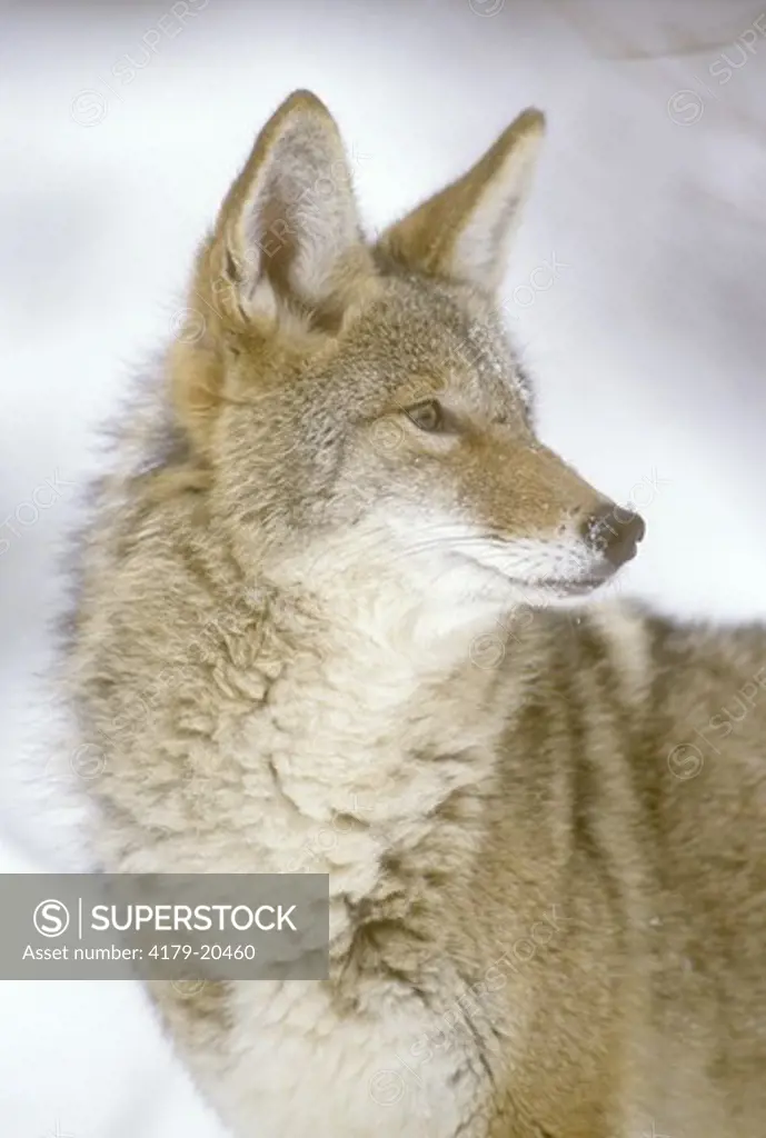 Coyote (Canis latrans) W. No. America