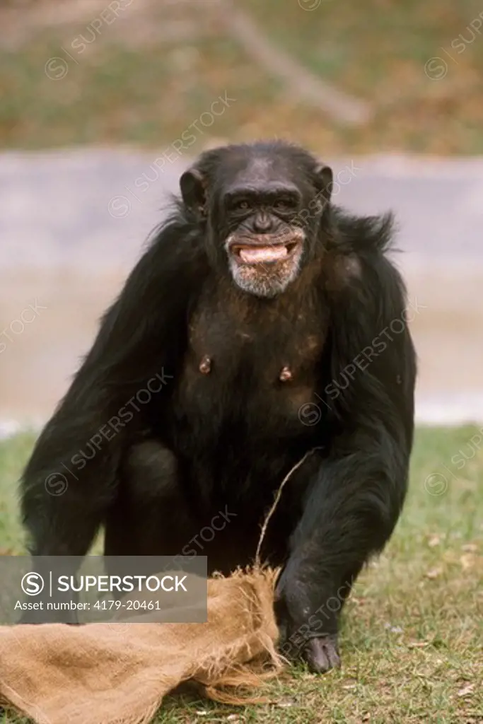 Chimpanzee     Grimacing (pan troglodytes) Miami Zoo/Florida