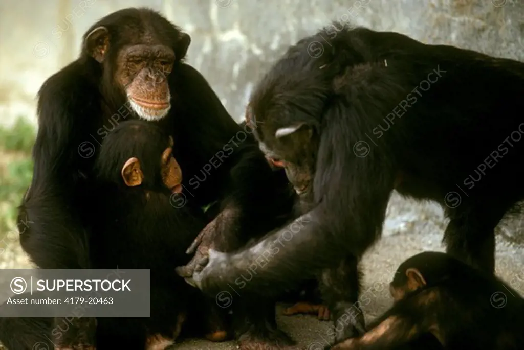 Chimpanzee (Pan troglodytes) Cent Africa
