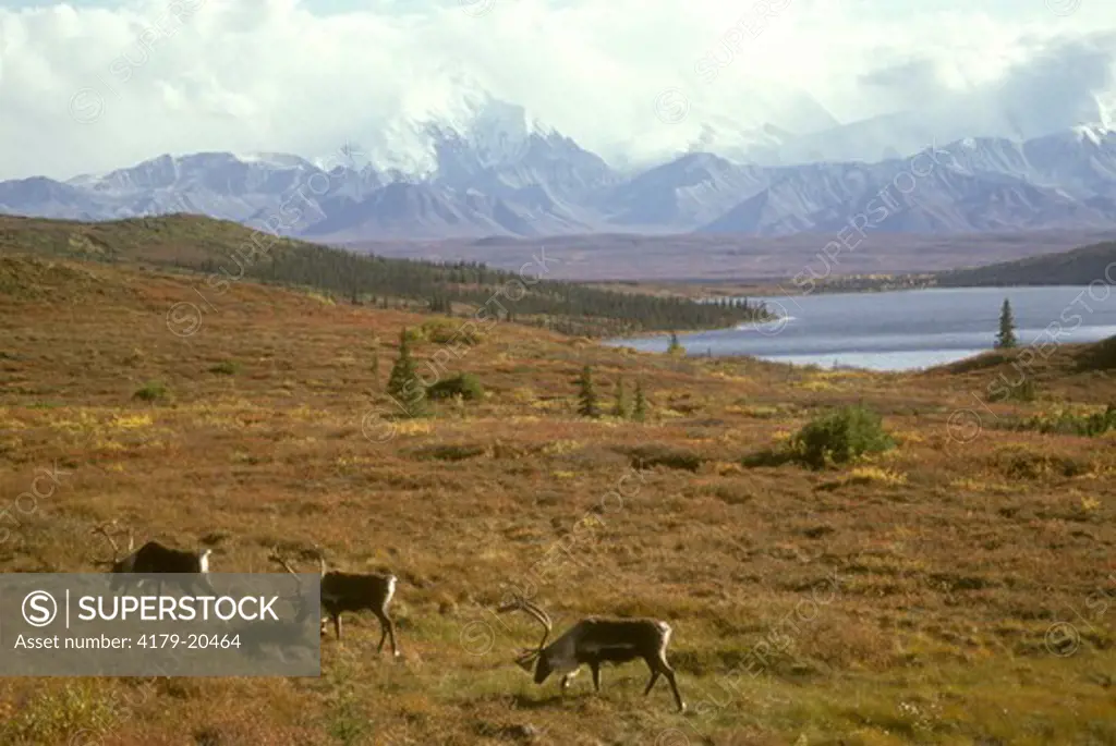 Barren Ground Caribou (Rangifer tarandus) Bulls in Migration/Denali NP/AK