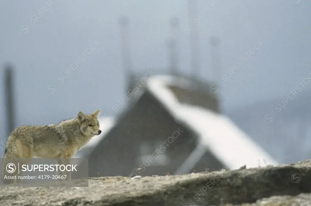 Coyote (Canis latrans) at Old Faithful .A.