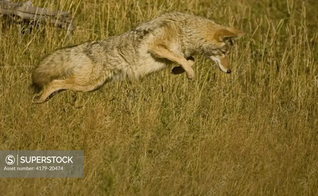 Coyote jumping (Canis latrans) 9/30/2005, mousing or hunting voles in Yellowstone National Park, WYO USA autumn
