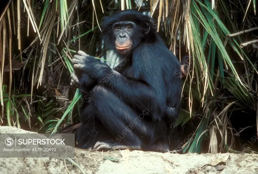 Bonobo or Pygmy Chimpanzee (Pan paniscus) San Diego Zoo