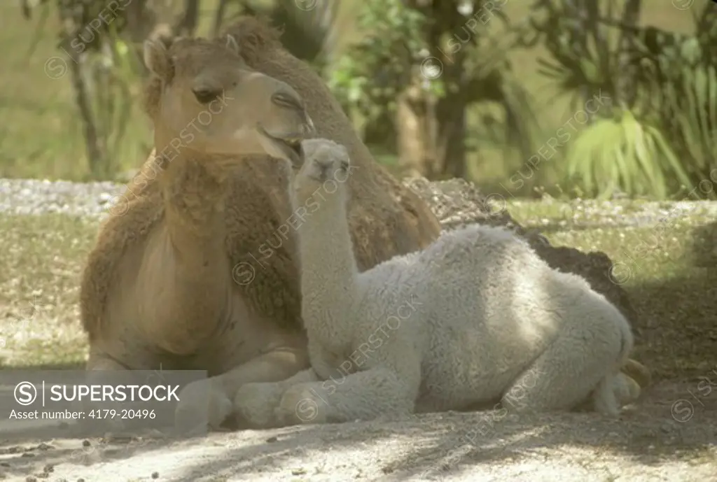 Dromedary Camels, Mother w/ Young 2 1/2 mos.- white form Metro Zoo, Fl (Camelus dromedarius)
