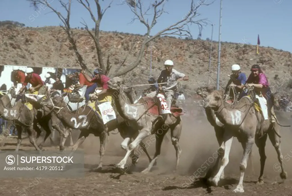 Camel Race in Alice Springs Central Australia