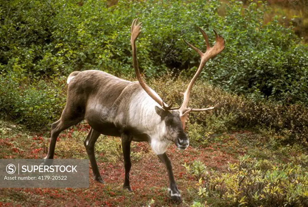 Woodland Caribou (Rangifer caribou) Denali NP/AK
