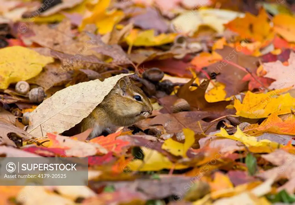 Eastern Chipmunk (Tamias striatus) feeding, peeking out from beneath fallen leaves in autumn, Freeville NY, USA.