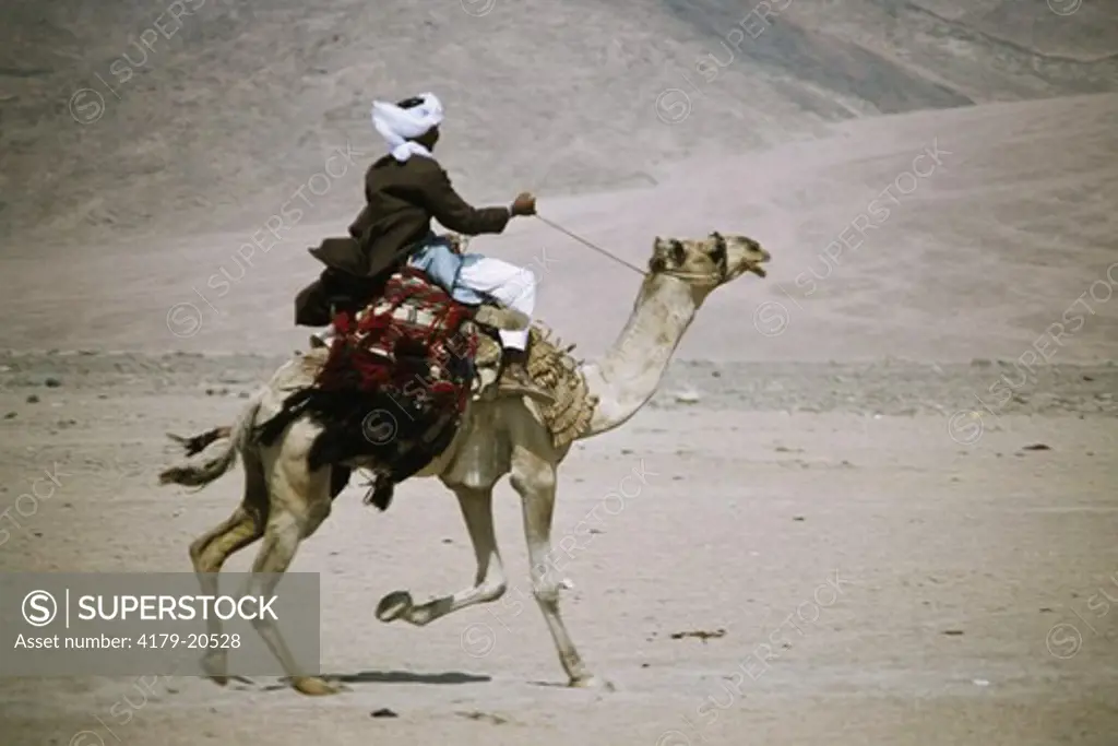Camel racing in Bir Sal (Camelus dromedarius) Sinai, Egypt