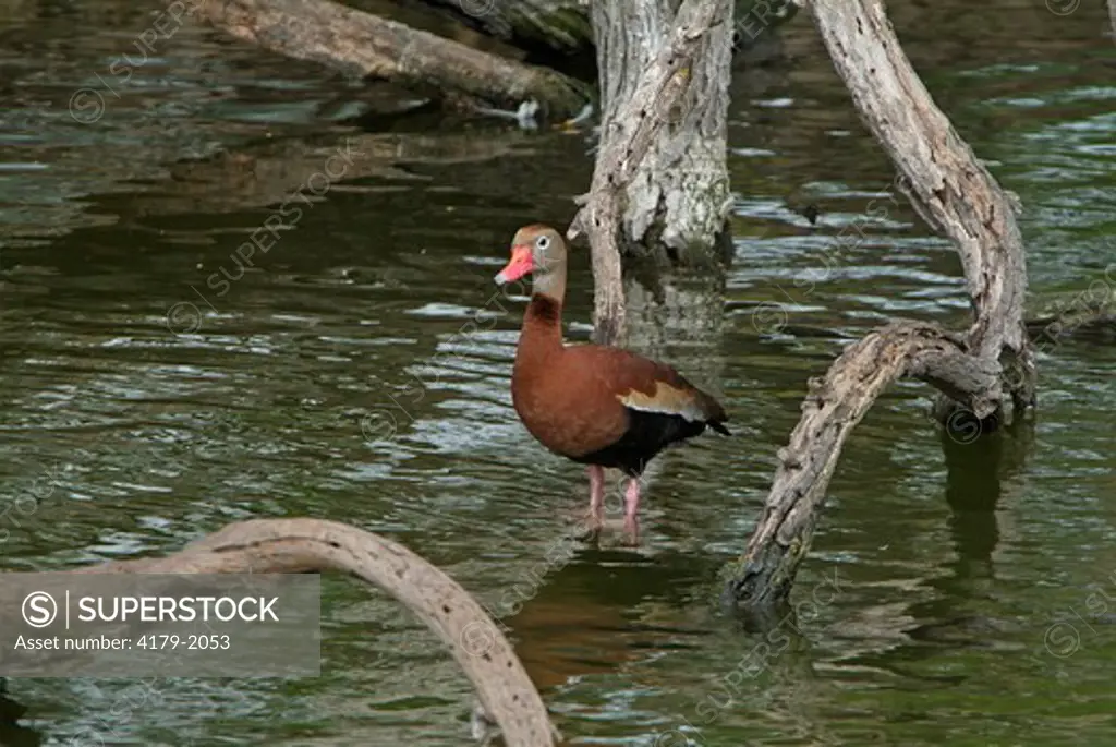 Black-bellied Whistling-Duck (Dendrocygna autumnalis) Brownsville, Texas