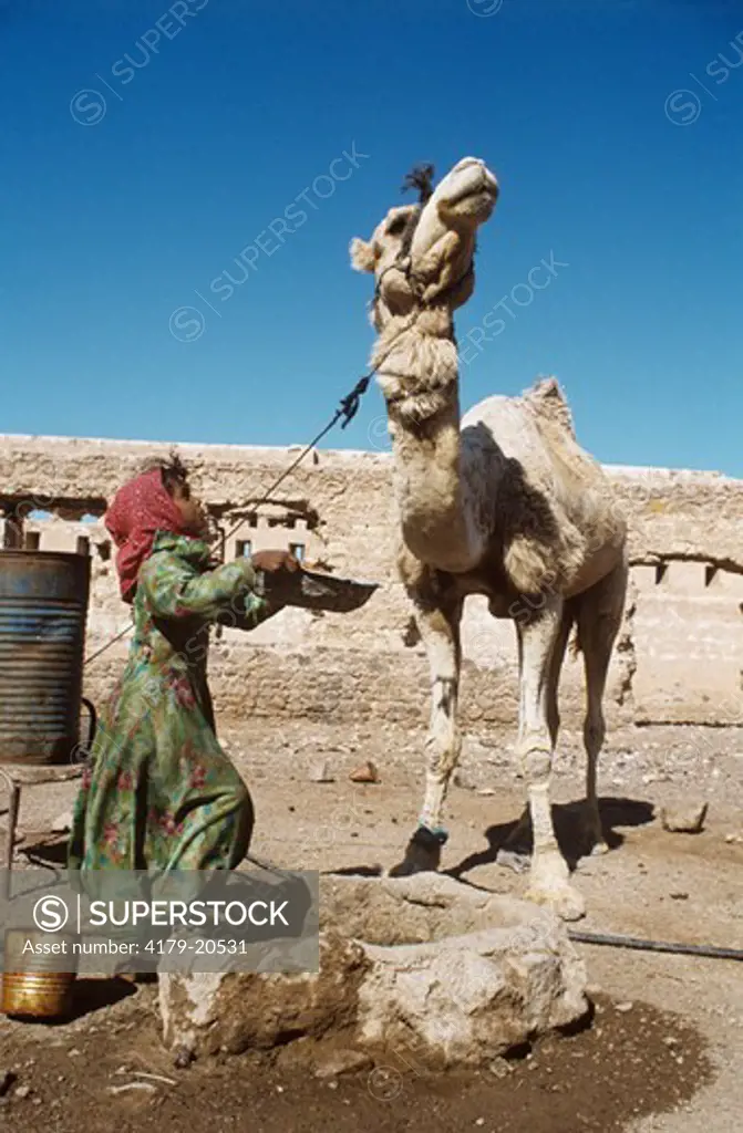 Bedouin Girl watering Her Camel on the Well in the Fort of Nuweiba, Tarabin, Sinai, Egypt
