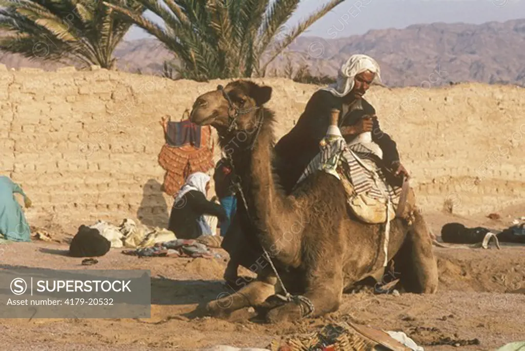 Bedouin Saddle his camel (camleus dromedarius) in the Oasis Dahab, Sinai, Egypt