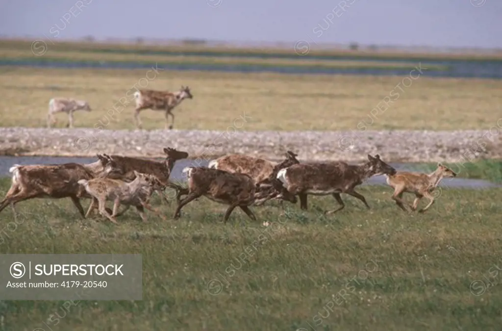 Barren Ground Caribou in migration