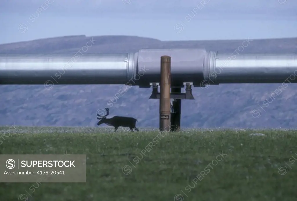 Barren Ground Caribou Bull Under Alaskan Pipeline