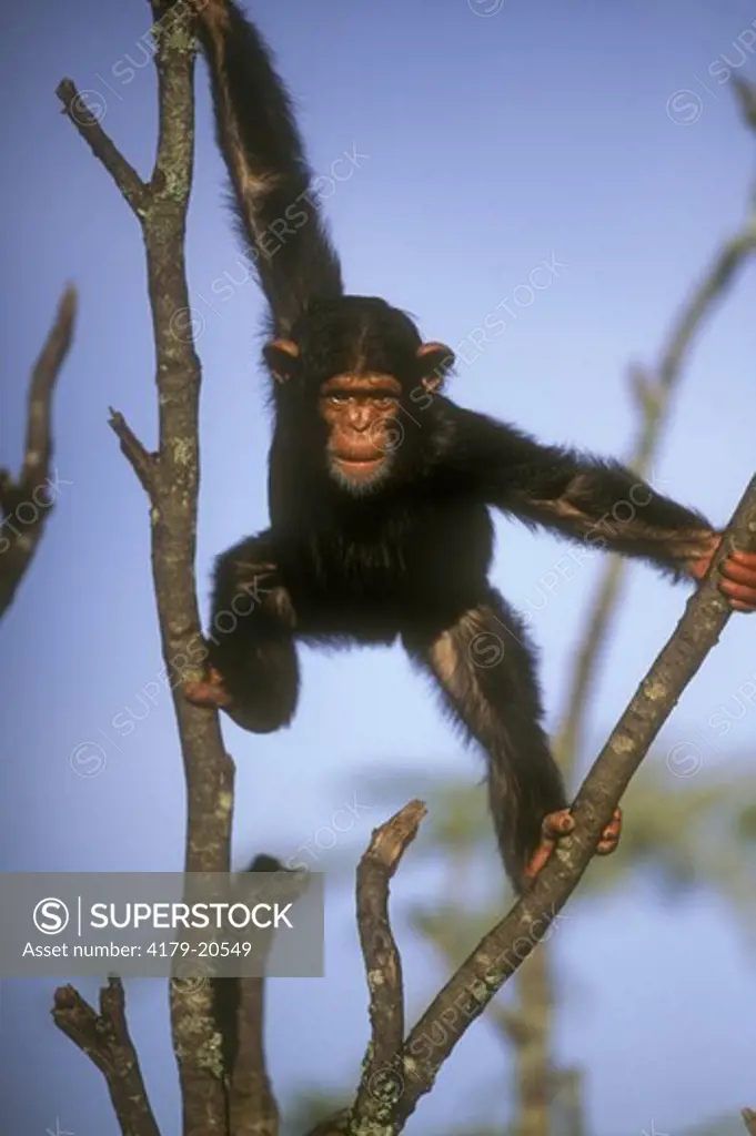 Chimpanzee (Pan troglodytes) Sweetwater, Kenya