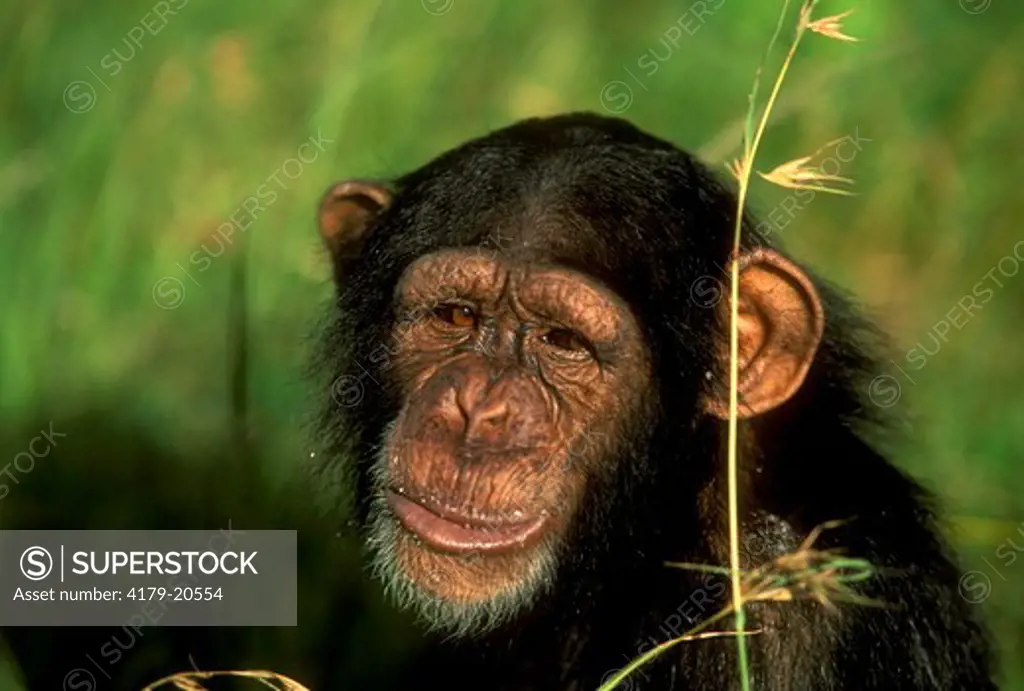 Chimpanzee (Pan troglodytes) Sweetwaters Sanctuary, Kenya