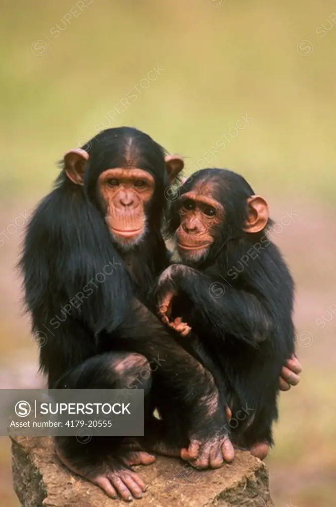 Chimpanzee (Pan troglobytes) Kenya Sweetwaters Sanctuary