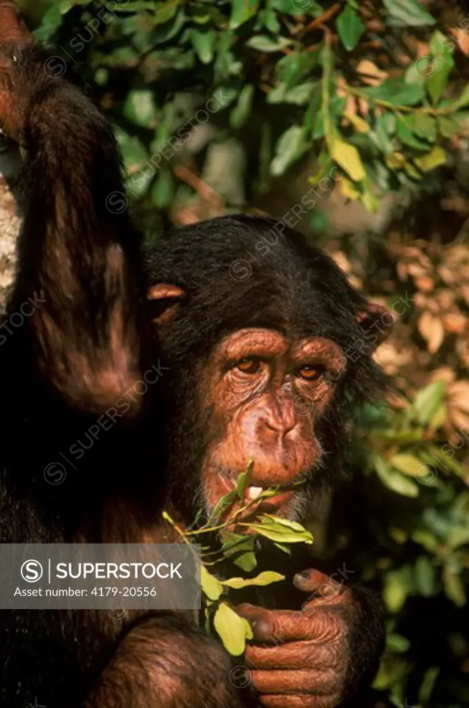 Chimpanzee (Pan troglodtyes) Sweetwaters - Kenya