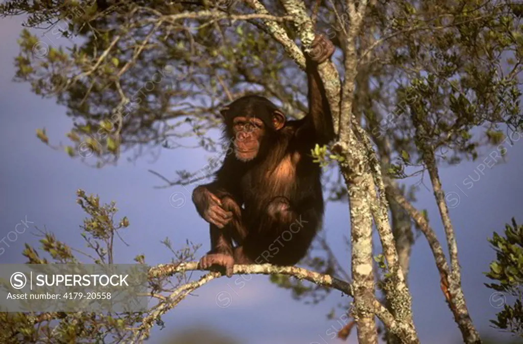 Chimpanzee  (Pan troglodytes) Sweetwaters Sanctuary, Kenya