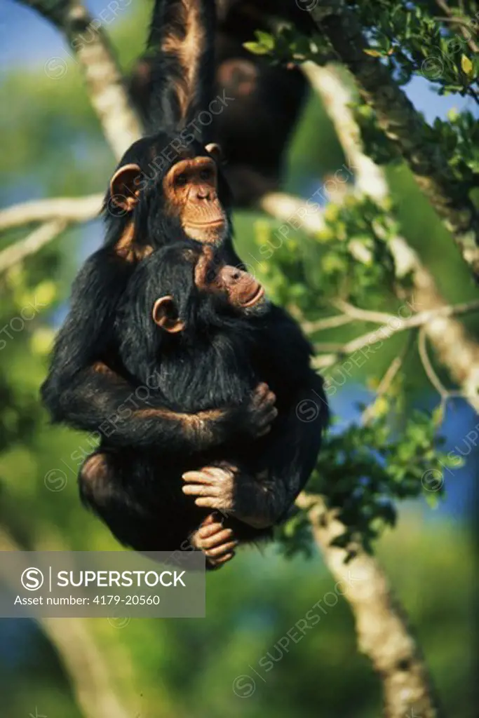 Chimpanzees playing (Pan troglodytes) Sweetwaters Sanctuary, Kenya
