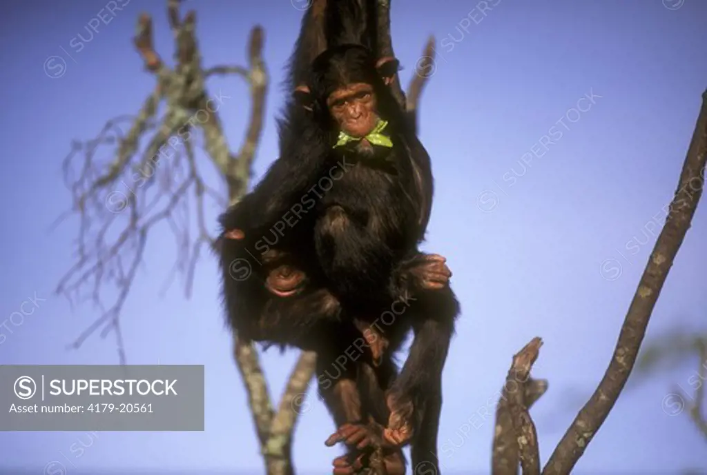 Chimpanzee (Pan troglodytes) Sweetwaters, Kenya