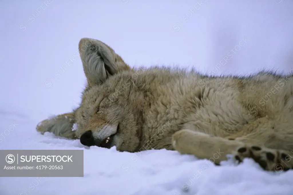 Coyote sleeping on bed of heavy Snow, Specimen Ridge, Yellowstone NP, Wyoming