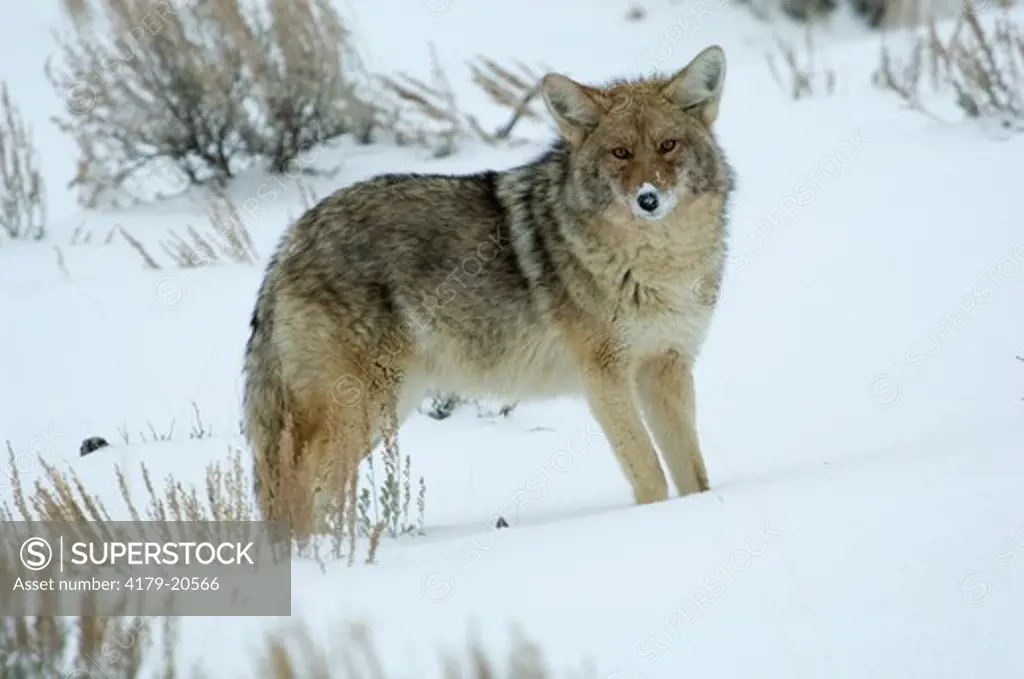Coyote (Canis latrans) pauses in Lamar Valley, Yellowstone National Park. 1/13/2006
