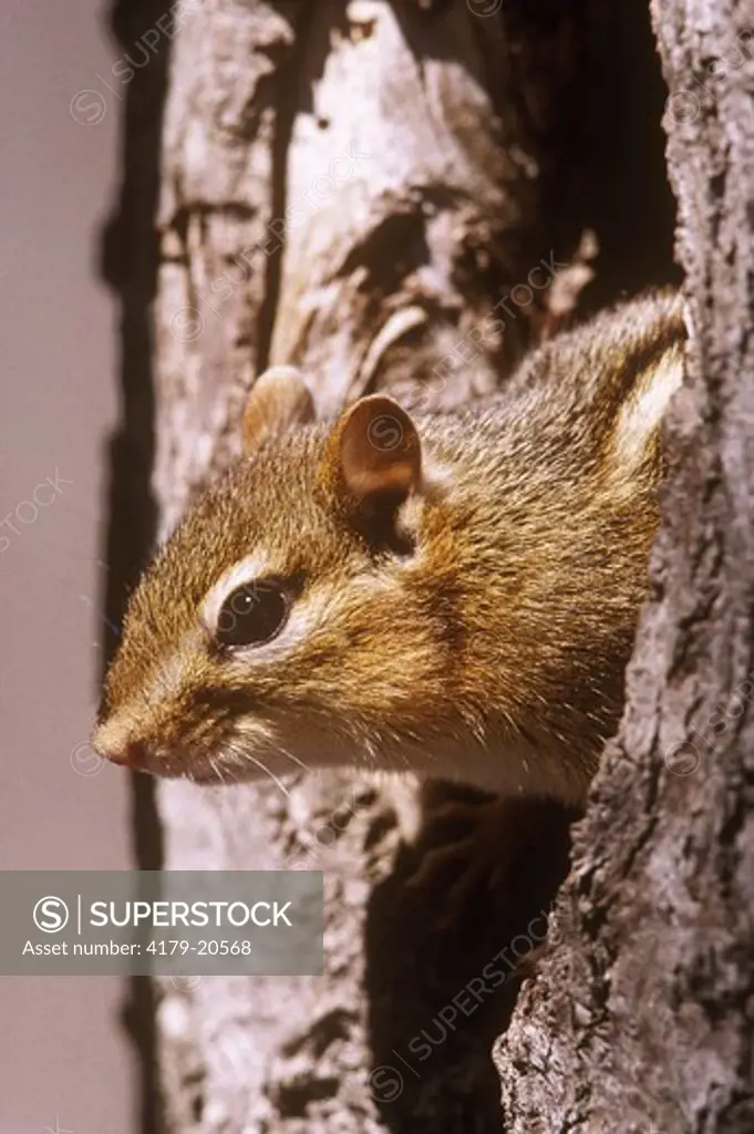 Chipmunk peeking from Tree, Emmet, Michigan