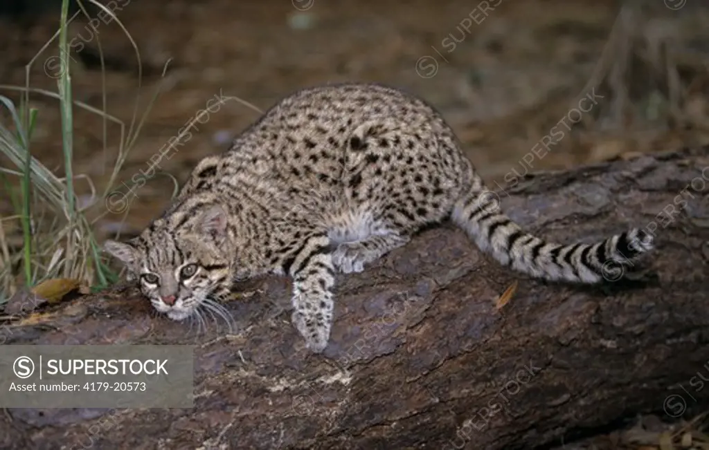 Geoffroy's Cat (Felis leopardus geoffroyi), adult